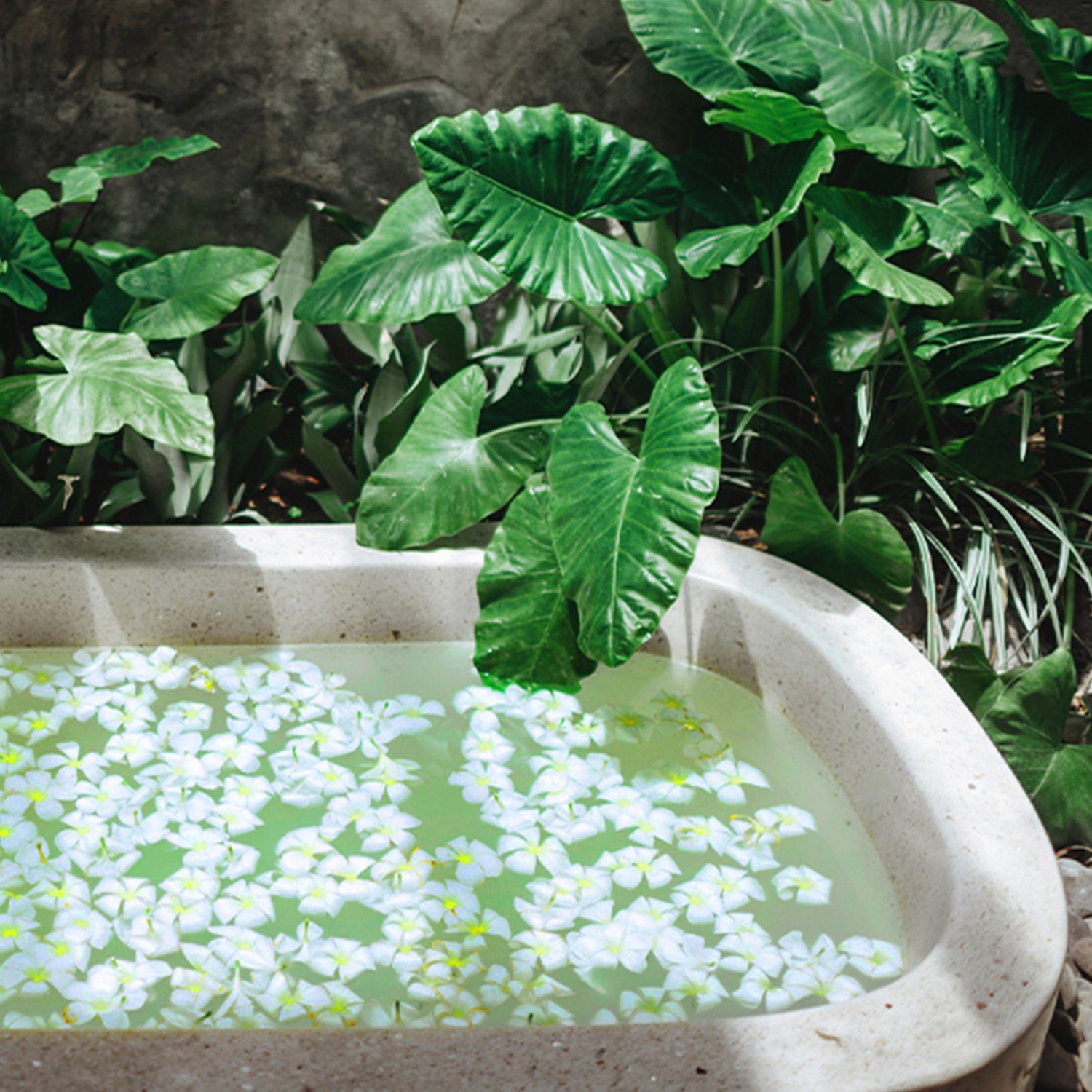 Eucalyptus & Tea Tree Nature's Beauty Body Care 